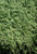 Thymus pseudolanuginosus foliage