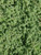 Thymus pseudolanuginosus foliage close-up