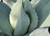 Agave ovatifolia spines