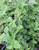 Dicliptera suberecta foliage/foliage close-up