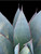 Agave 'Blue Glow' foliage close-up