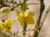 Parkinsonia aculeata flower close-up