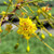 Parkinsonia aculeata flower close-up