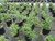 Rhamnus californica ‘Mound San Bruno’ (Frangula) foliage/habit