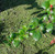 Ribes speciosum leaf