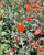 Zauschneria c. 'Schieffelin's Choice' flowers close-up