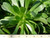 Aeonium arboreum foliage close-up