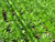 Aeonium arboreum foliage