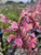Agastache 'Kudos Ambrosia' flower close-up