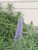 Echium fastuosum (syn E. candicans) flower