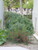 Echium fastuosum (syn E. candicans) in a landscape