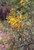 Isomeris arborea flower
