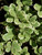 Pittosporum tobira Variegatum foliage