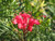 Grevillea 'Bonfire' flower