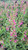 Penstemon pseudospectabilis flowers