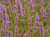 Agastache 'Purple Haze' flowers
