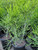 Euphorbia tirucalli foliage/habit