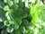 Aeonium 'Mint Saucer' foliage