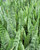 Sansevieria 'Zeylanica' foliage