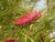 Grevillea 'Red Hooks' flower close-up