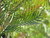 Grevillea 'Red Hooks' foliage close-up