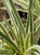Agapanthus 'Tinkerbell' foliage close-up