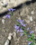 Salvia brandegeei 'Pacific Blue' flower close-up