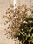 Kalanchoe beharensis flowers close-up