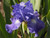 Iris g. 'Victoria Falls' flower close-up