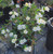 Mimulus bifidus 'White' habit