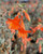 Zauschneria c. 'Chaparral Silver' (Epilobium canum) flowers/flower close-up