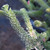 Grevillea lanigera 'Prostrata' foliage close-up