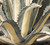 Agave a. var medio-picta 'Alba' 15g