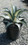 Agave a. var medio-picta 'Alba' 5g