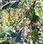 Ribes malvaceum 'Dancing Tassels' flowers