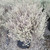 Westringia fruticosa ‘Smokey’  habit