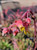 Echeveria agavoides 'Gilva' flowers close-up
