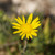 Grindelia stricta flower close-up
