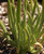 Dudleya edulis foliage close-up