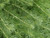 Artemisia californica 'Canyon Gray' foliage close-up