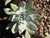 Dudleya brittonii foliage/foliage close-up