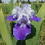 Iris g. 'Mariposa Skies' flowers