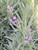 Lavandula x intermedia Phenomenal (PP24,193) flower close-up