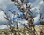 Leptospermum 'Dark Shadows' foliage