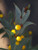 Acacia glaucoptera foliage close-up/flowers close-up