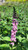 Buddleia Buzz™ Soft Pink flowers close-up