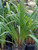 Dianella tasmanica Tasred (PP18,737) foliage