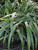 Dianella tasmanica Tasred (PP18,737) foliage close-up