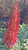 Aloe 'LEO 3711' Scarlet Rockets flowers close-up