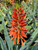 Aloe 'LEO 3711' Scarlet Rockets flowers close-up